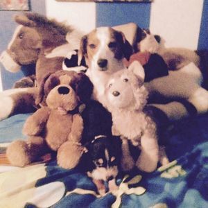 Meet your Posher, Bailey